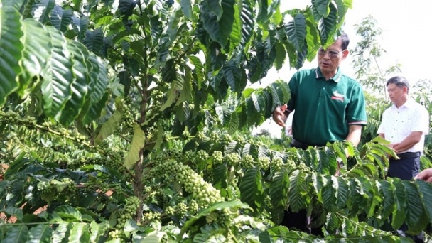 WASI's great contribution to the coffee industry: Transferring high-quality coffee varieties for replanting